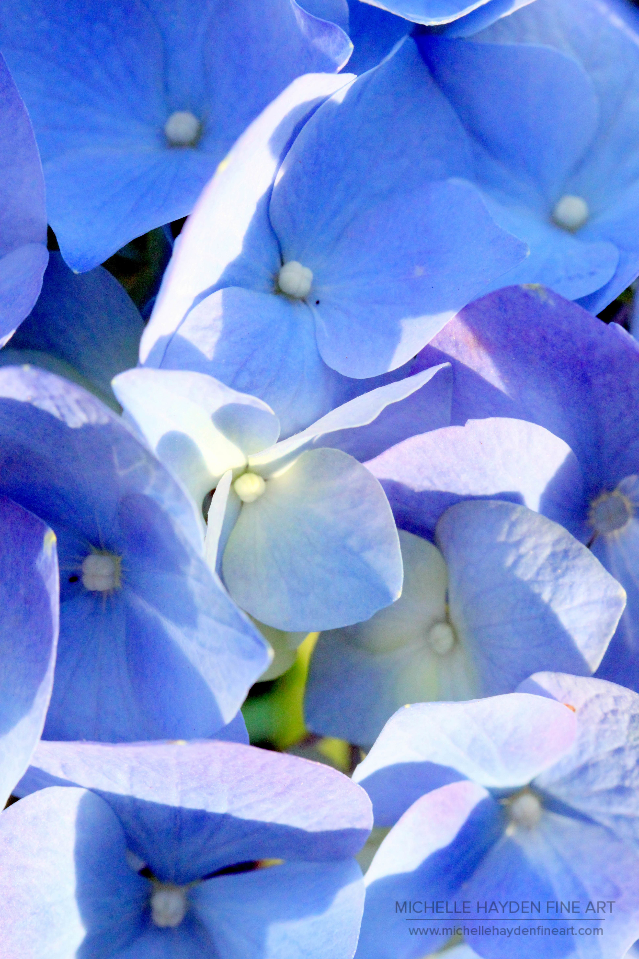 "Morning in the Garden"