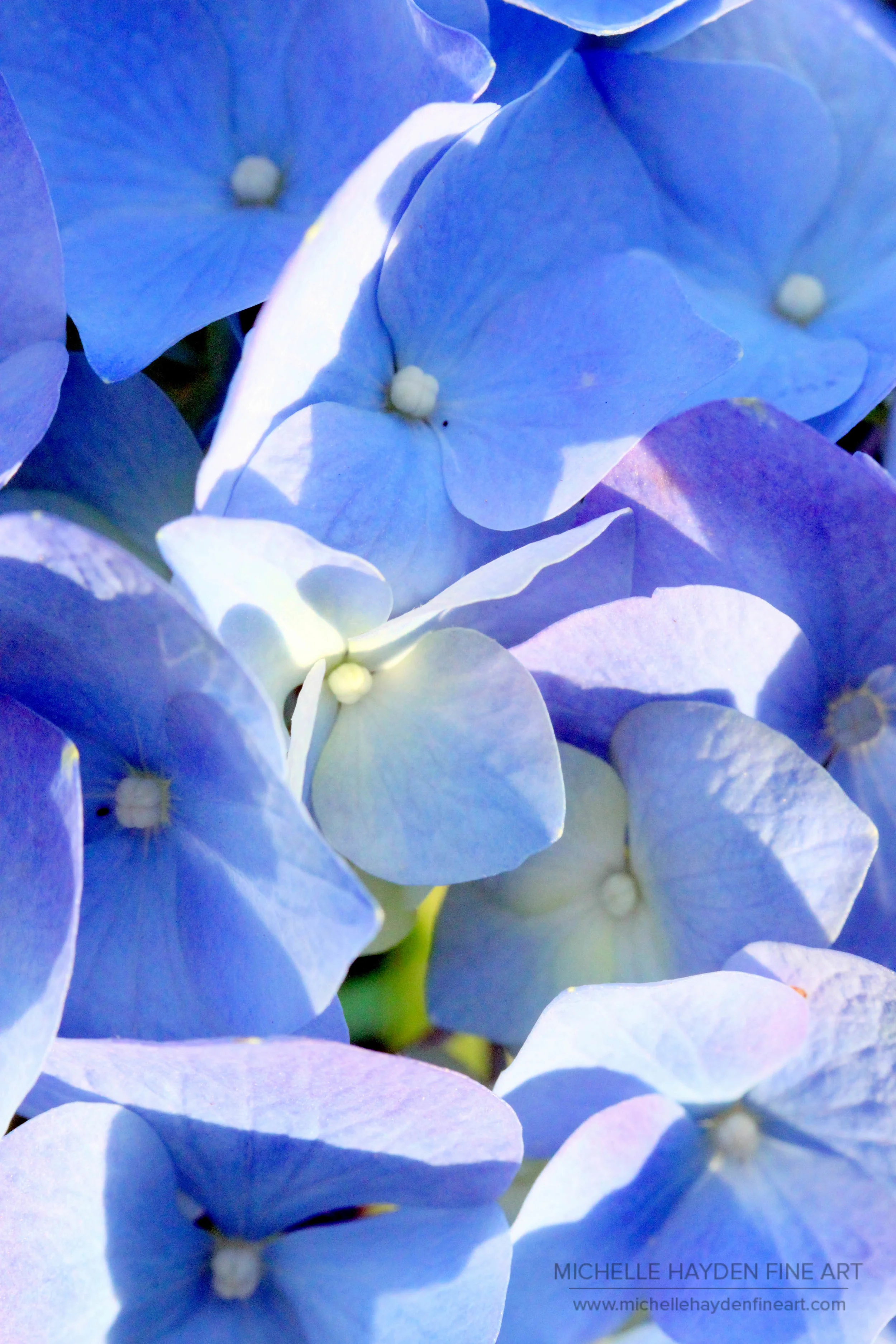 "Morning in the Garden"