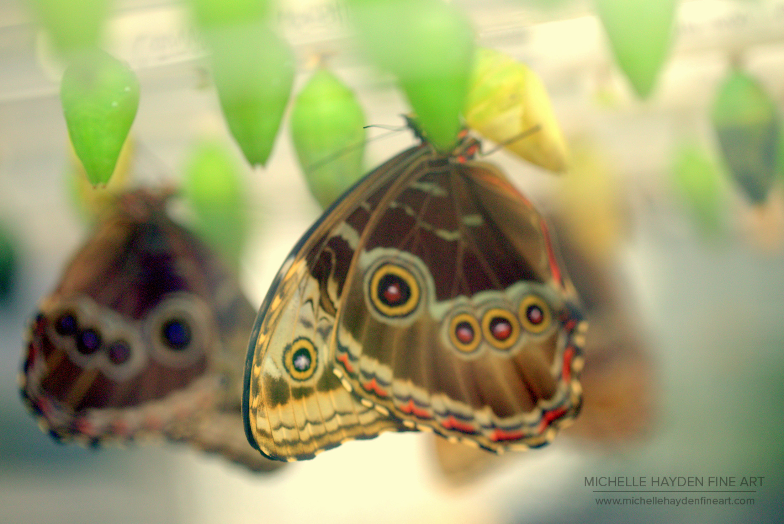 "Metamorphosis Before my Eyes"