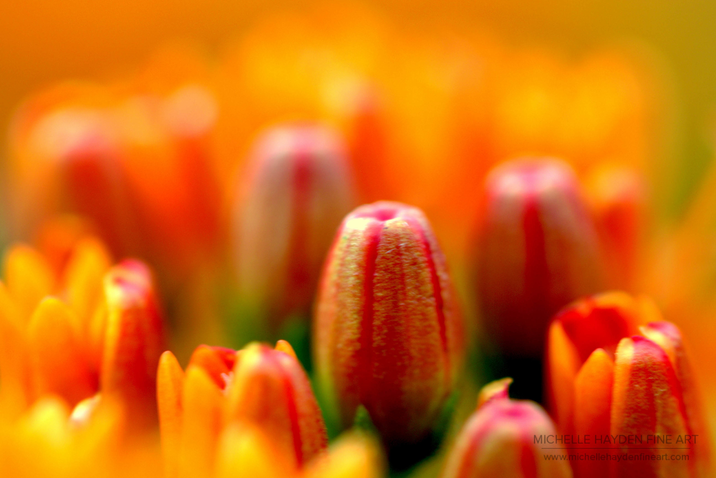 "Radiant Fields"