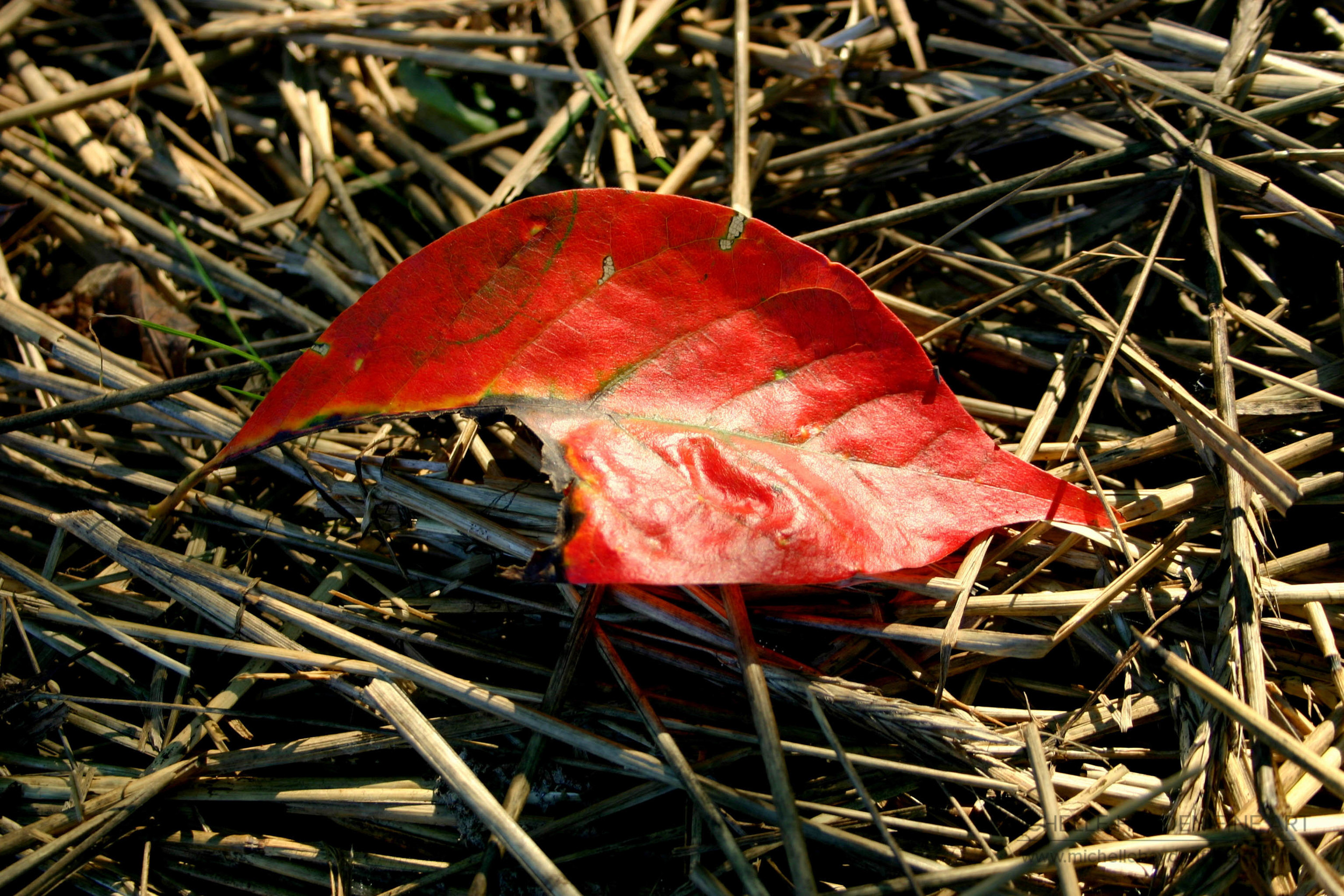 "Beauty and Loss"
