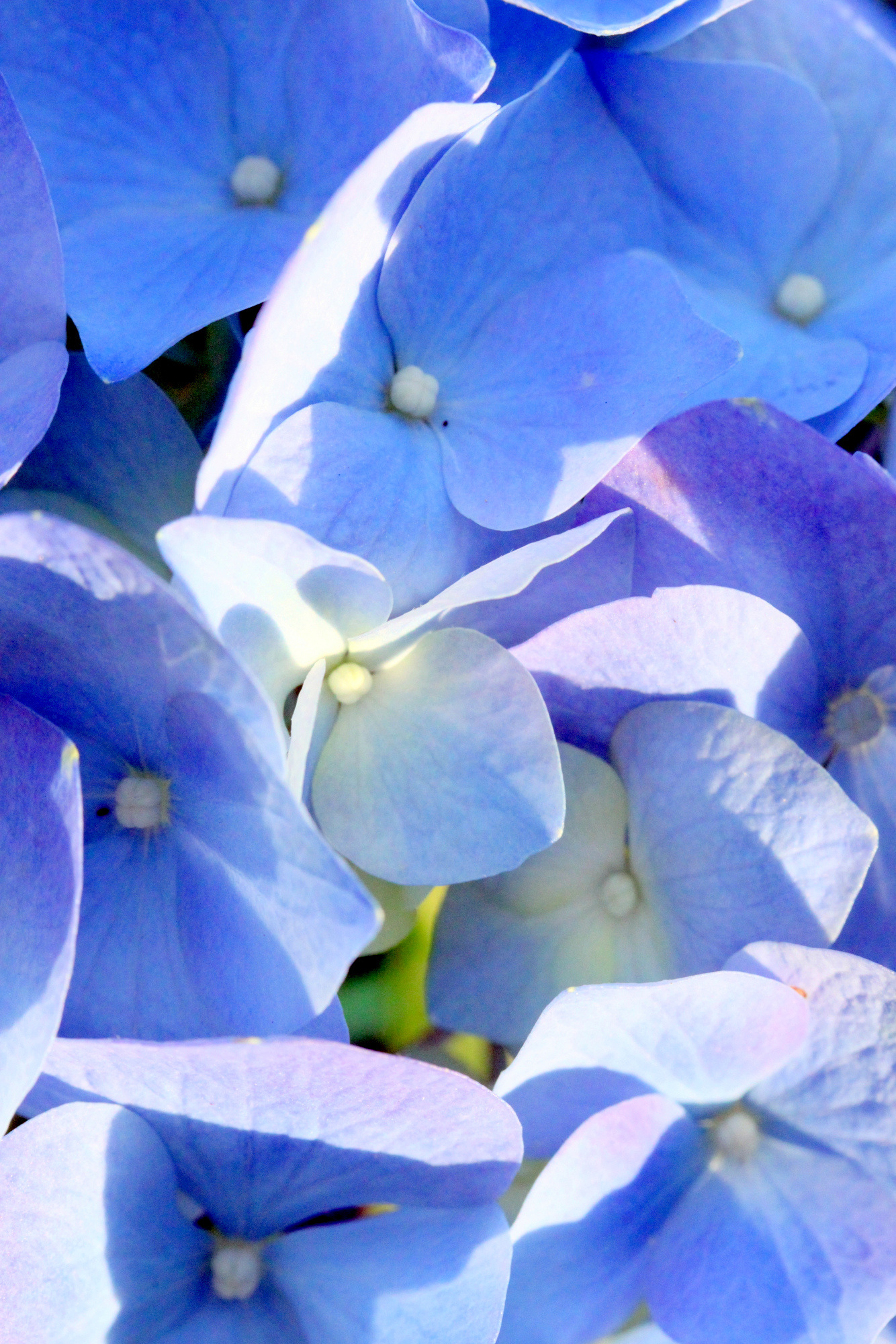 "Morning in the Garden"