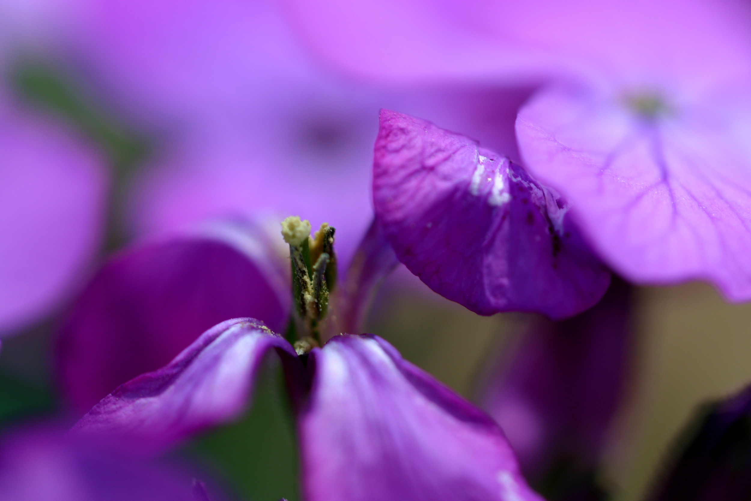 "Softness of Spring"