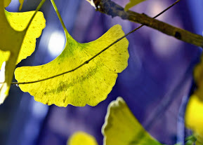 "Color of Light"