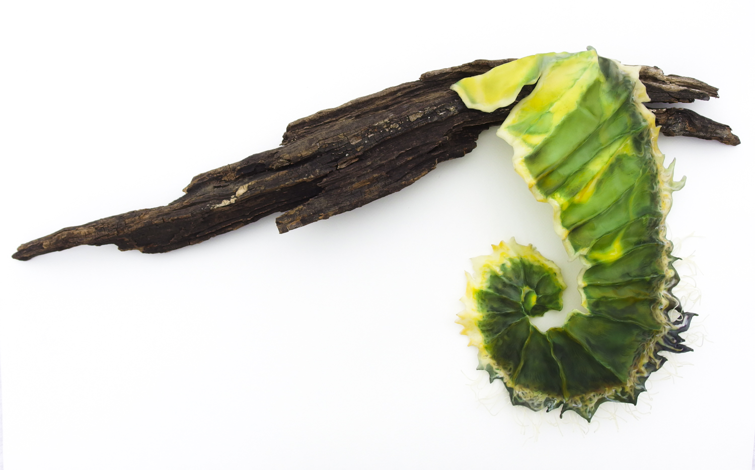 "Unfurling", (15 x 30 x 4 inches)