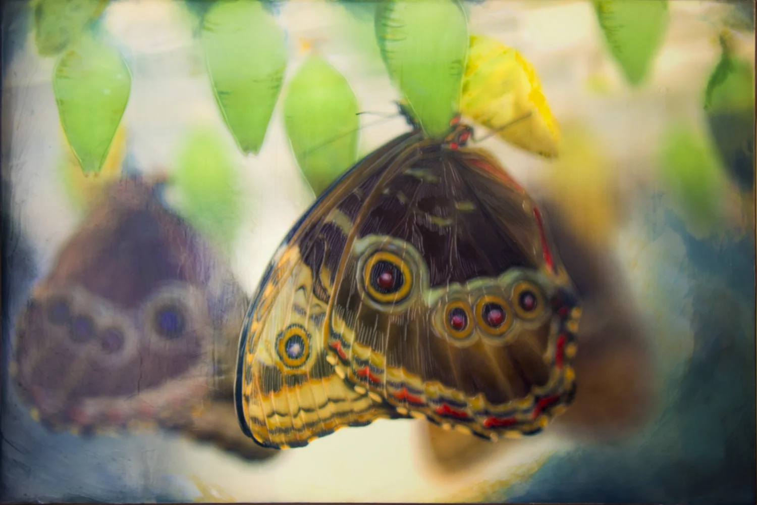 "Metamorphosis", (16 x 20 x 2.5 in, framed cradled panel)