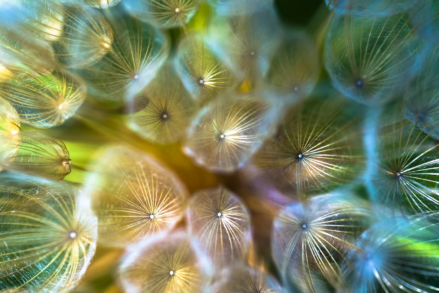 "Spectrum of Life", photograph, 2016