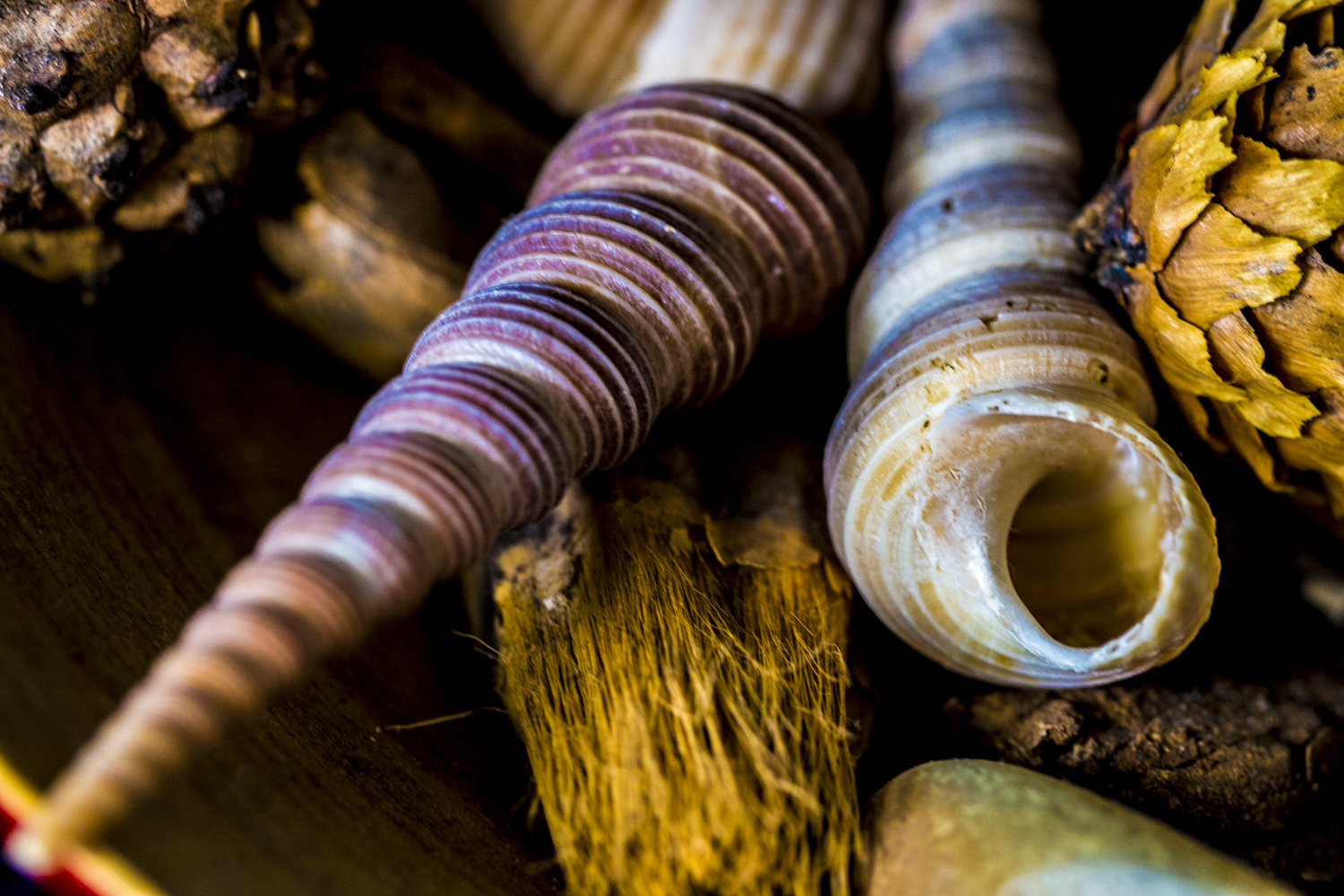 "Spirals of the Sea"