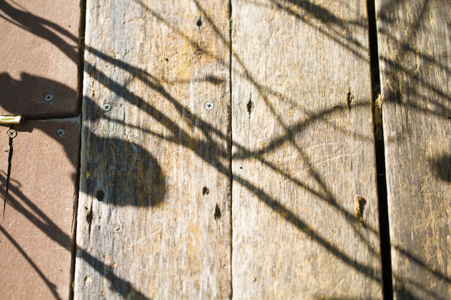 Shadows of the morning glories danced across the porch planks...