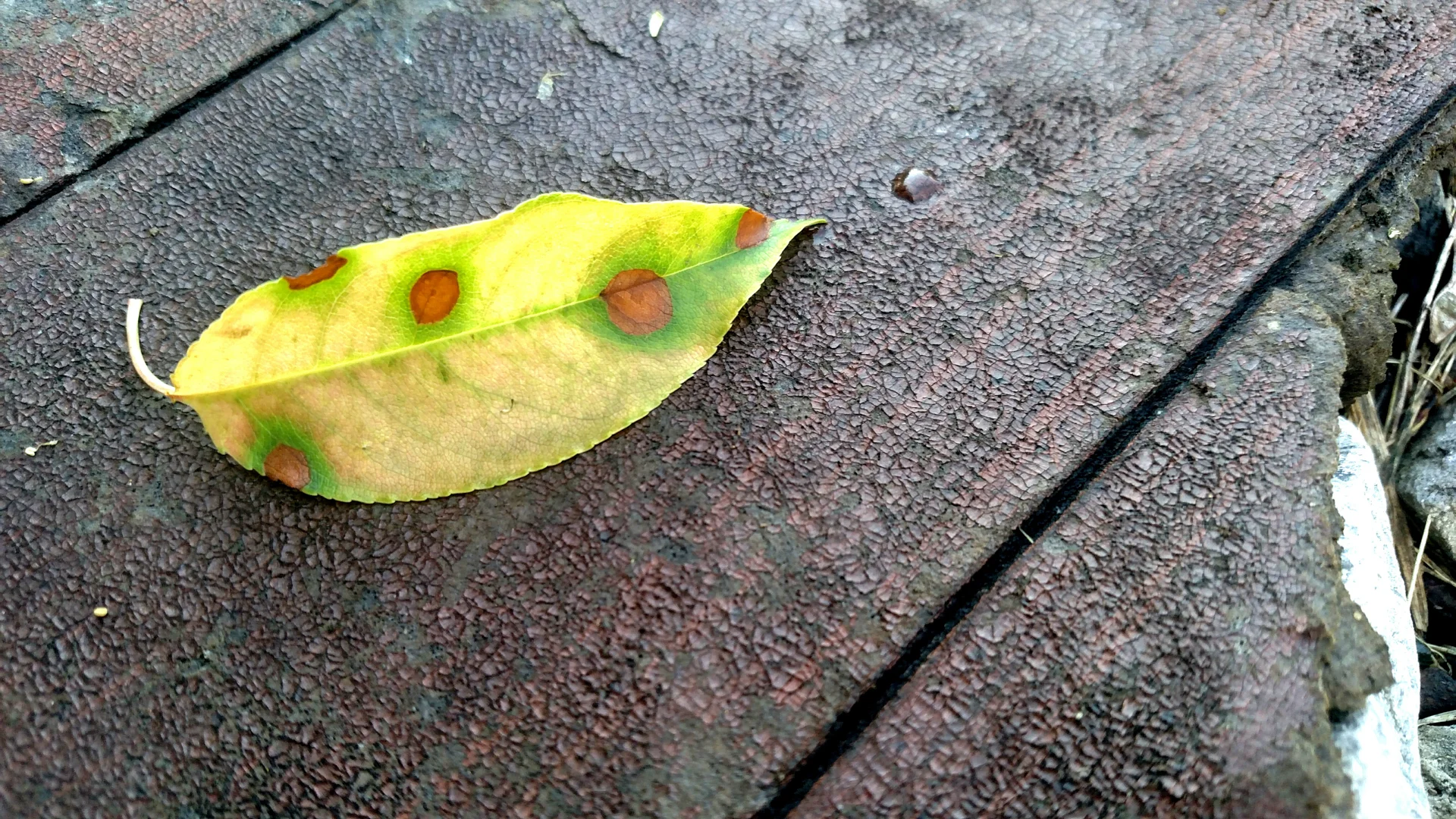 My favorite find on the railroad tracks!