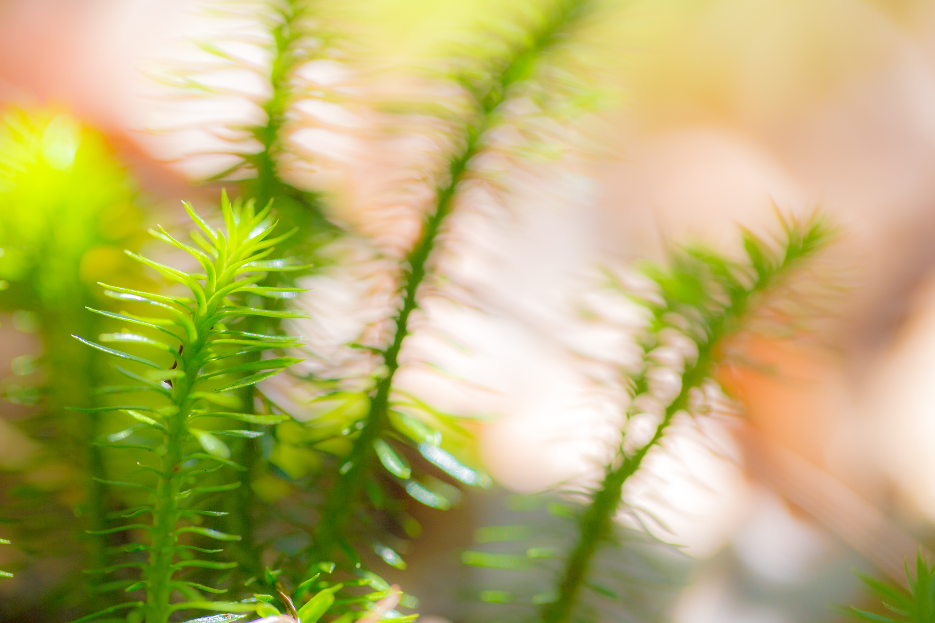 "Vibration on the Forest Floor"