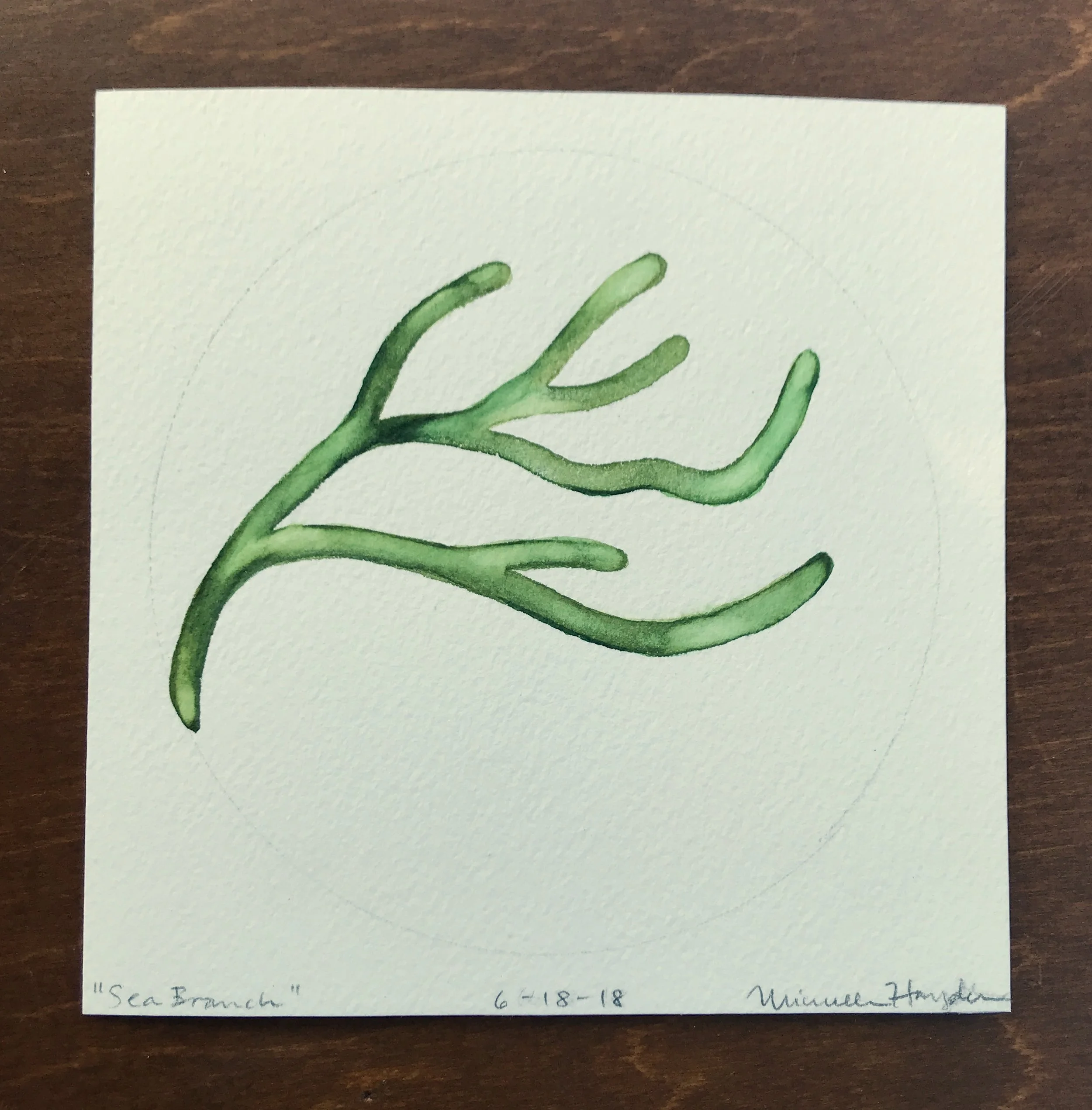("Investigating the beach at five this morning, we strained our eyes to take in the treasures brought in the night’s tide. As the light began to filter its way in through the darkness, I found myself drawn repeatedly to these tubules of green— succulent and translucent, yet substantial, and nearly aglow with their contained energy. Pondering the nutrient-dense food this plant must be for creatures in the sea, I was struck with how little I know of marine life, despite the nautical organic shapes that show up in much of my work. Although I enjoy learning and understanding about the teeming life which surrounds, I also enjoy the sense of not knowing, and merely connecting to the essence of these mysterious and abundant beings.")