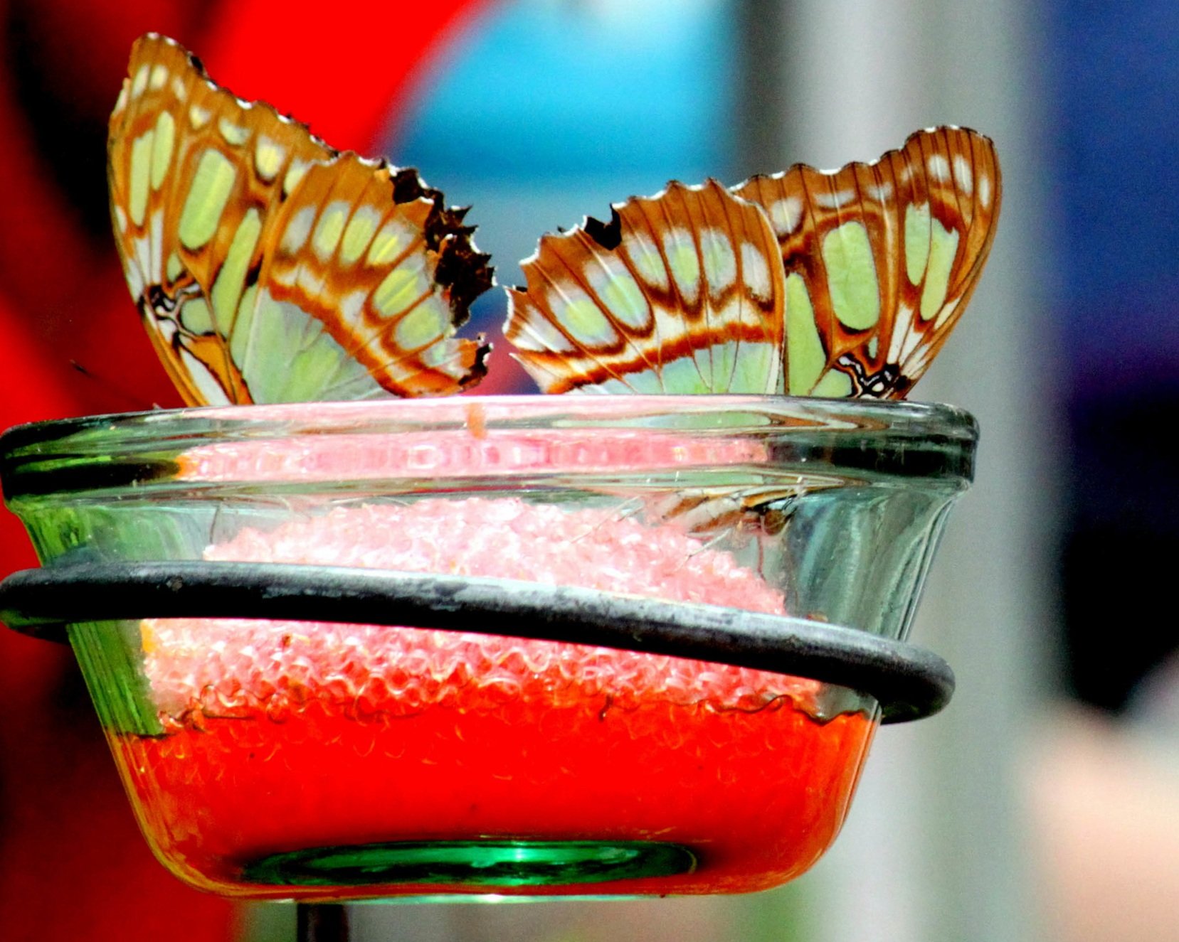 "Relections of Color"