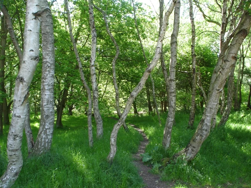 Sheerbrooke Forest Walk