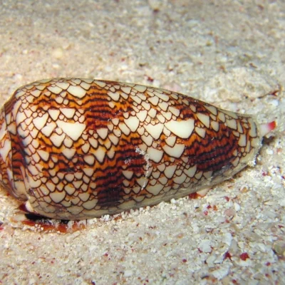 Textile_cone.JPG