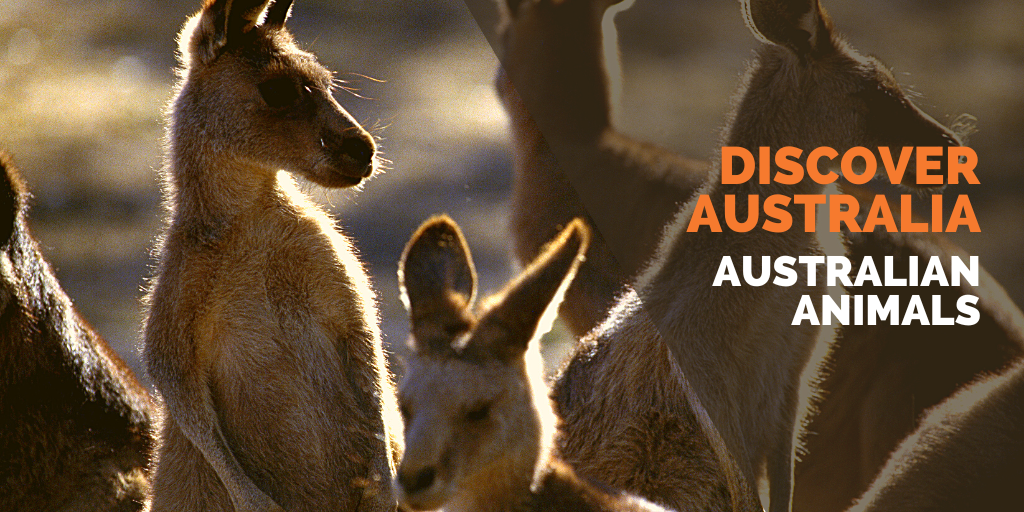 10 true and false statements about Australian animals — Australian  Internships