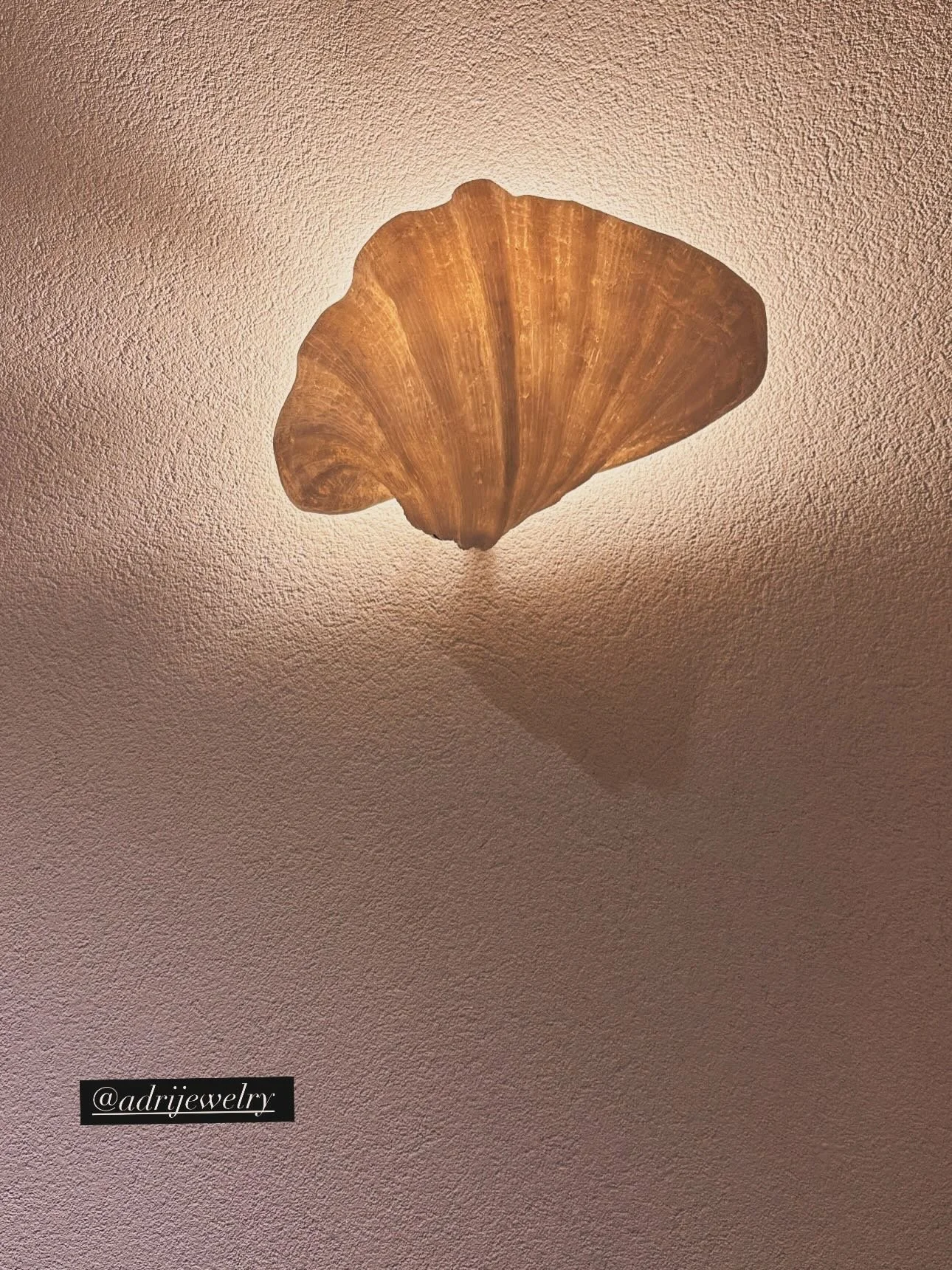 Conchas y m&aacute;s 🐚🦪🪎