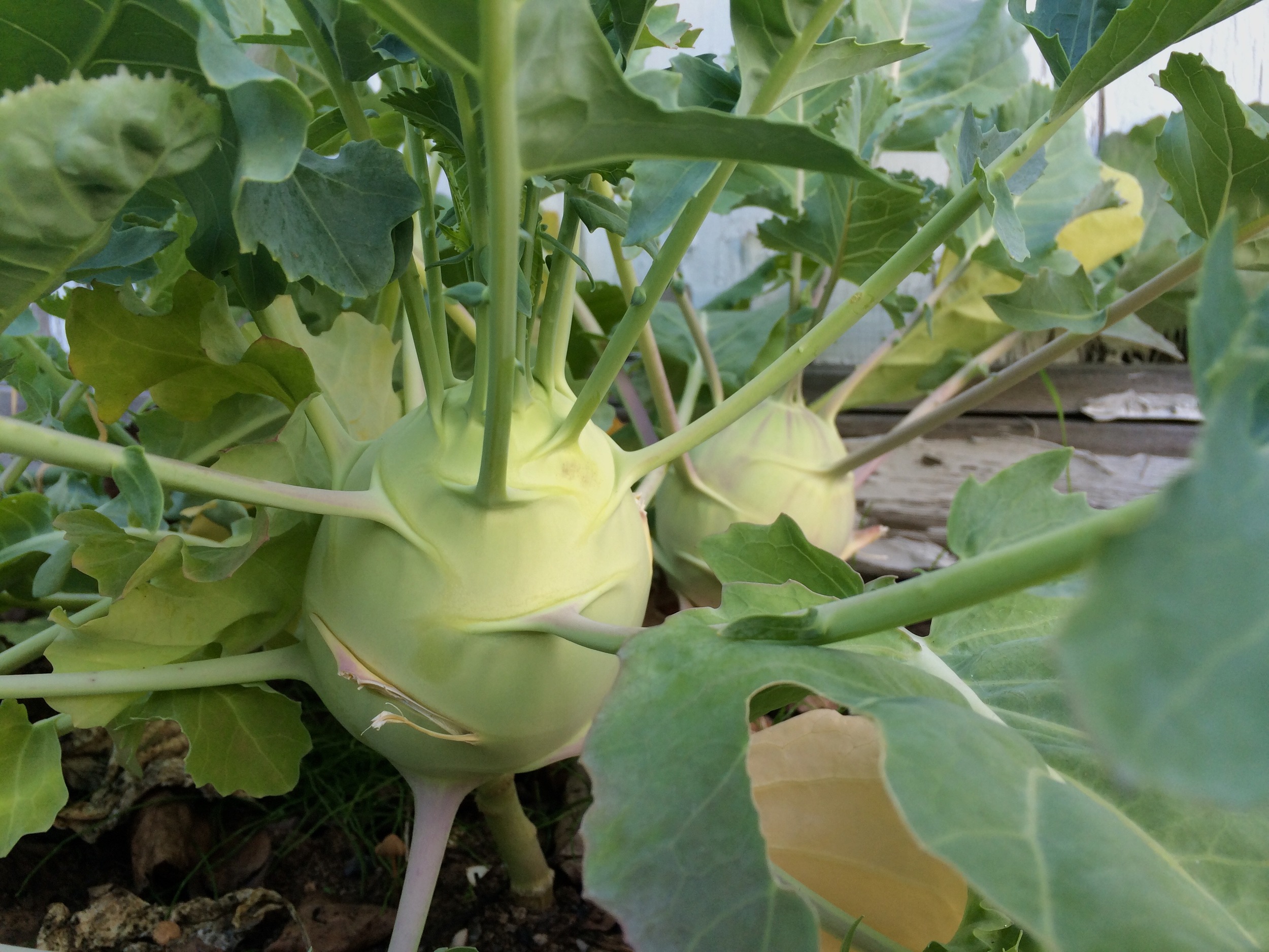 Odd, but delicious kohlrabi