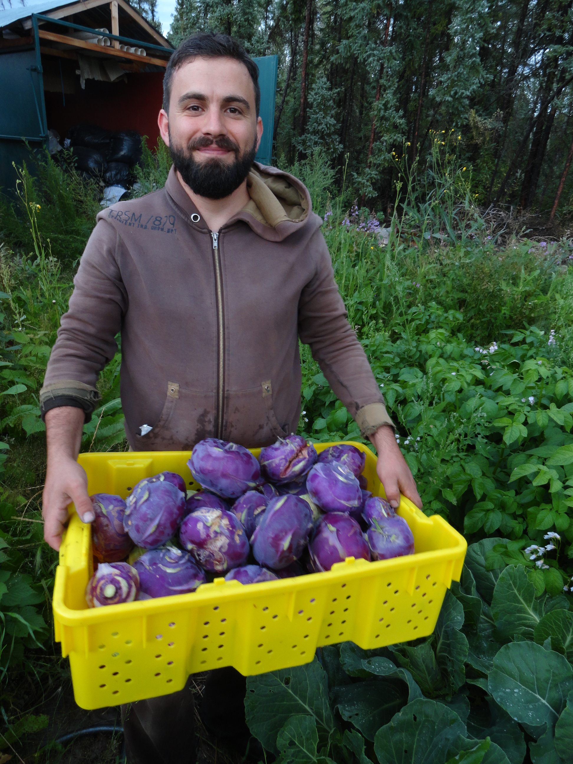 500lbs of kohlrabi are on its way to YELLOWKNIFE! 