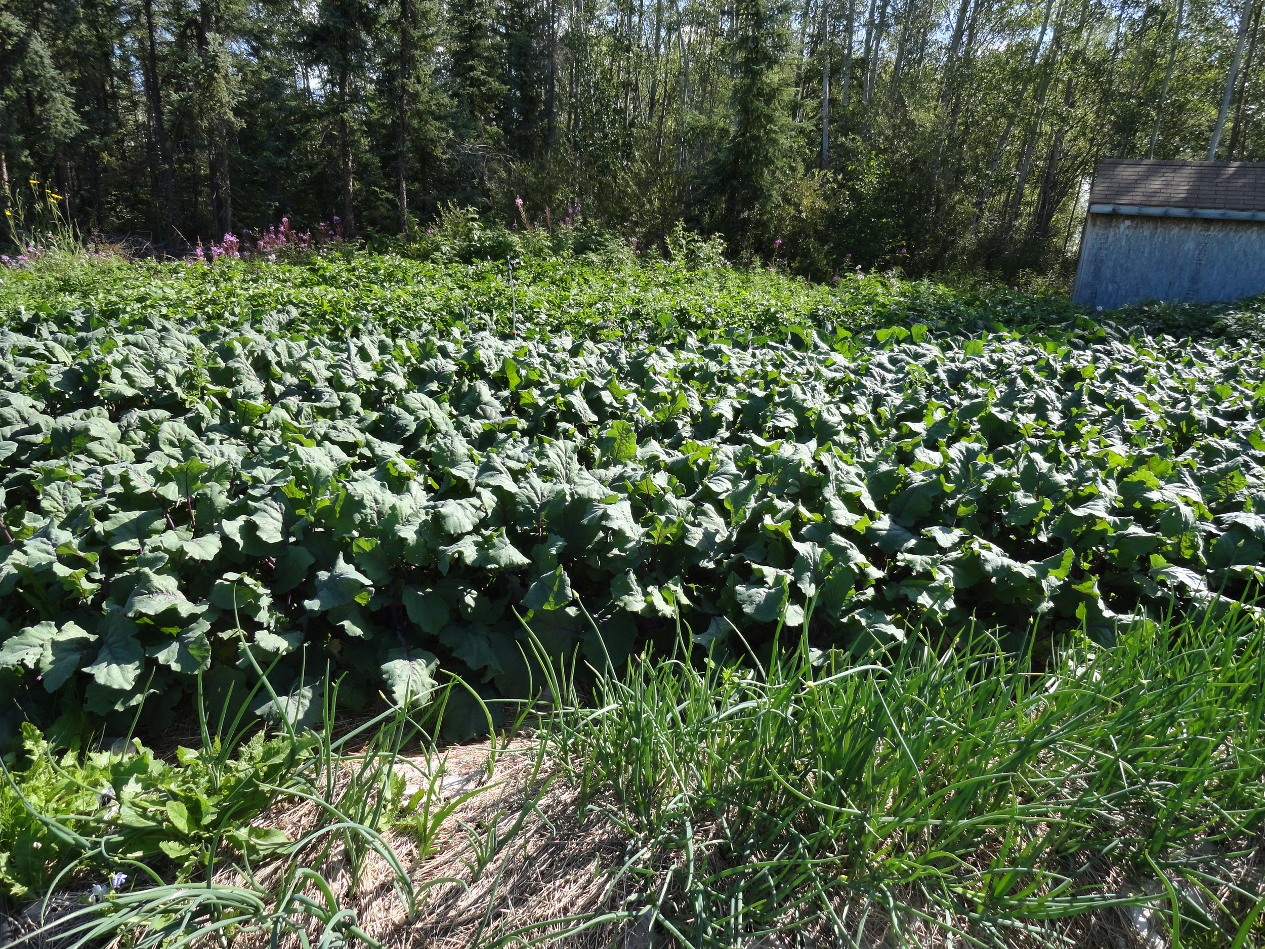 Fields of kohlrabi!