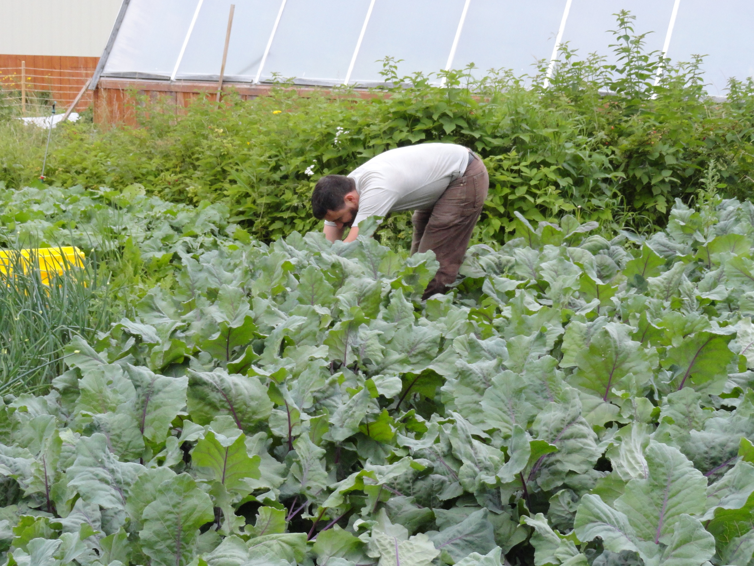 harvesting
