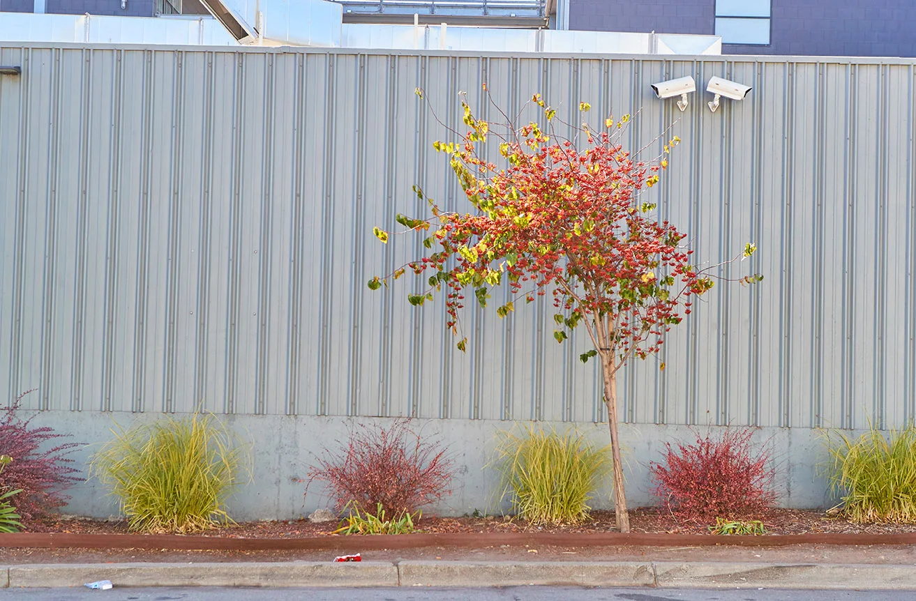 25thStGreening_2017-0647.jpg
