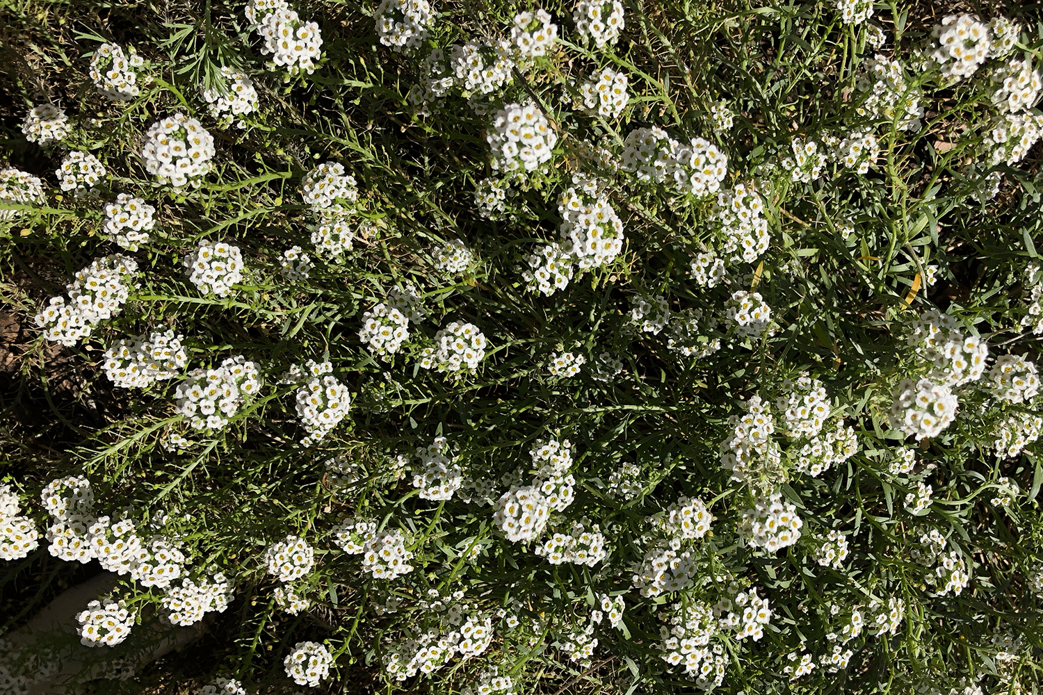 SL-The-Loop-Flowers.gif