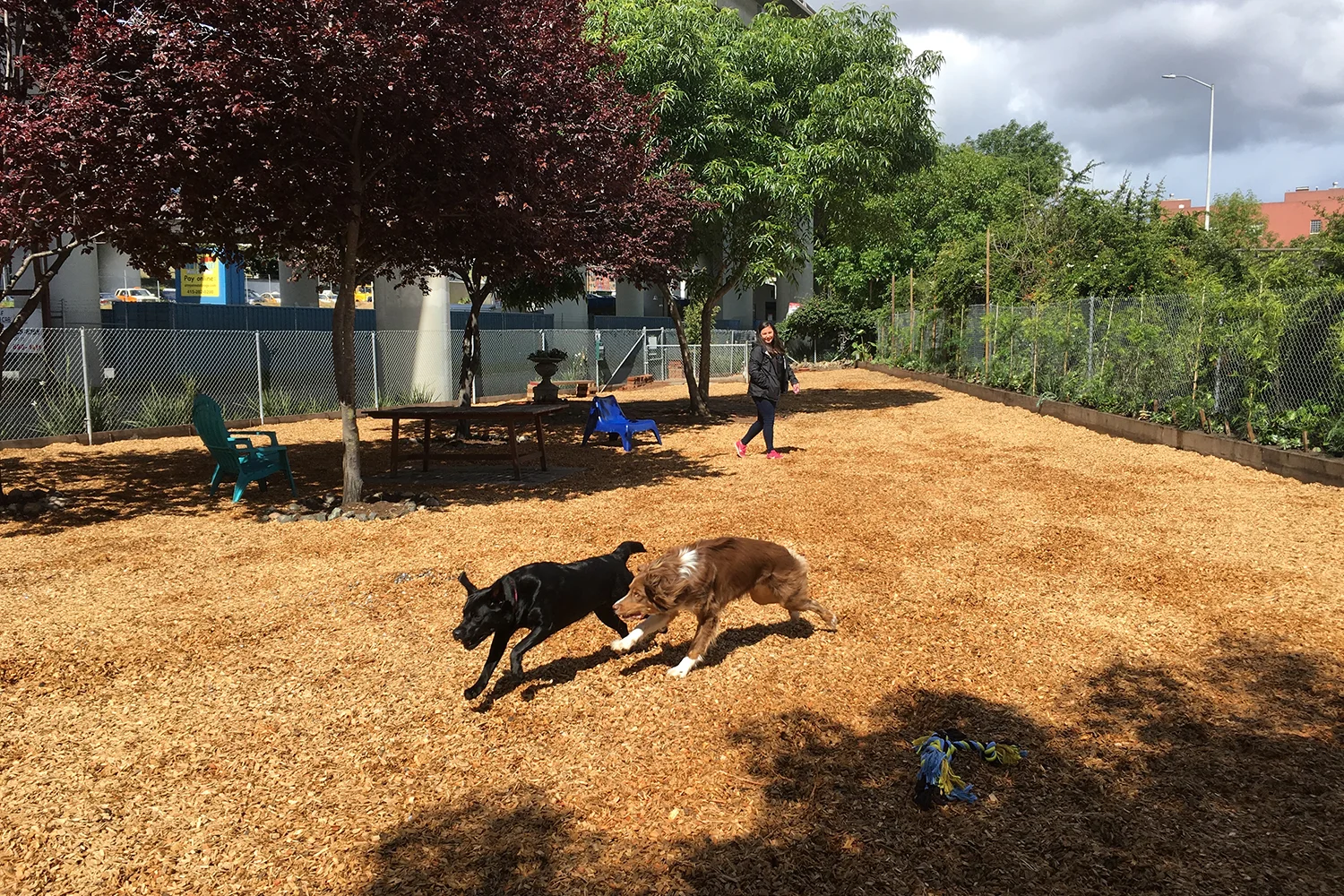 Volunteers - Progress Dog Run.jpg