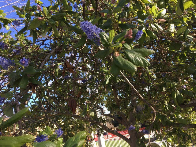 Ceanothus Ray Hartman 