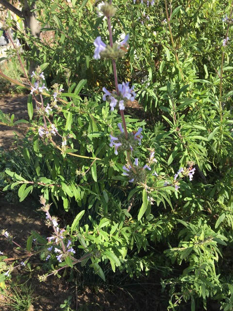 Salvia clevelandii