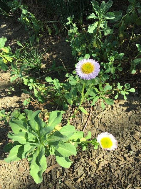 Erigeron glaucus