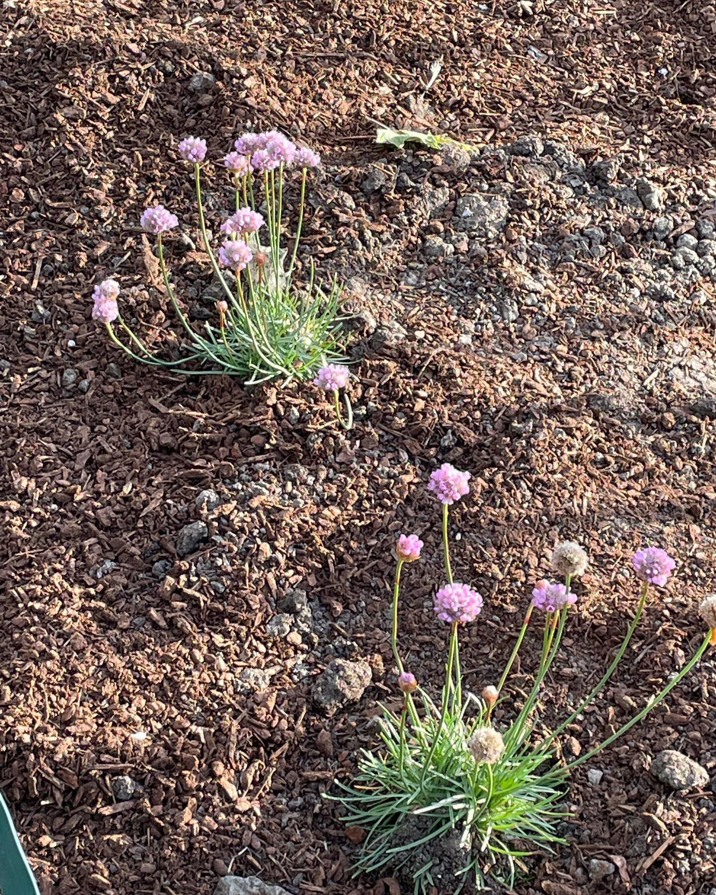 Our new garden is looking so healthy! If you haven&rsquo;t visited yet, come see Iowa Street Garden planted along the Muni yard fence between 23rd and 22nd Streets. Its young plants are coming in strong! #californianativeplants #greenbenefitdistrict 