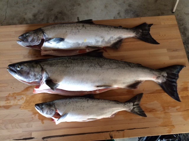 Fall_Fish_3.1.jpg