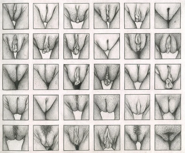 vulvas1.jpg