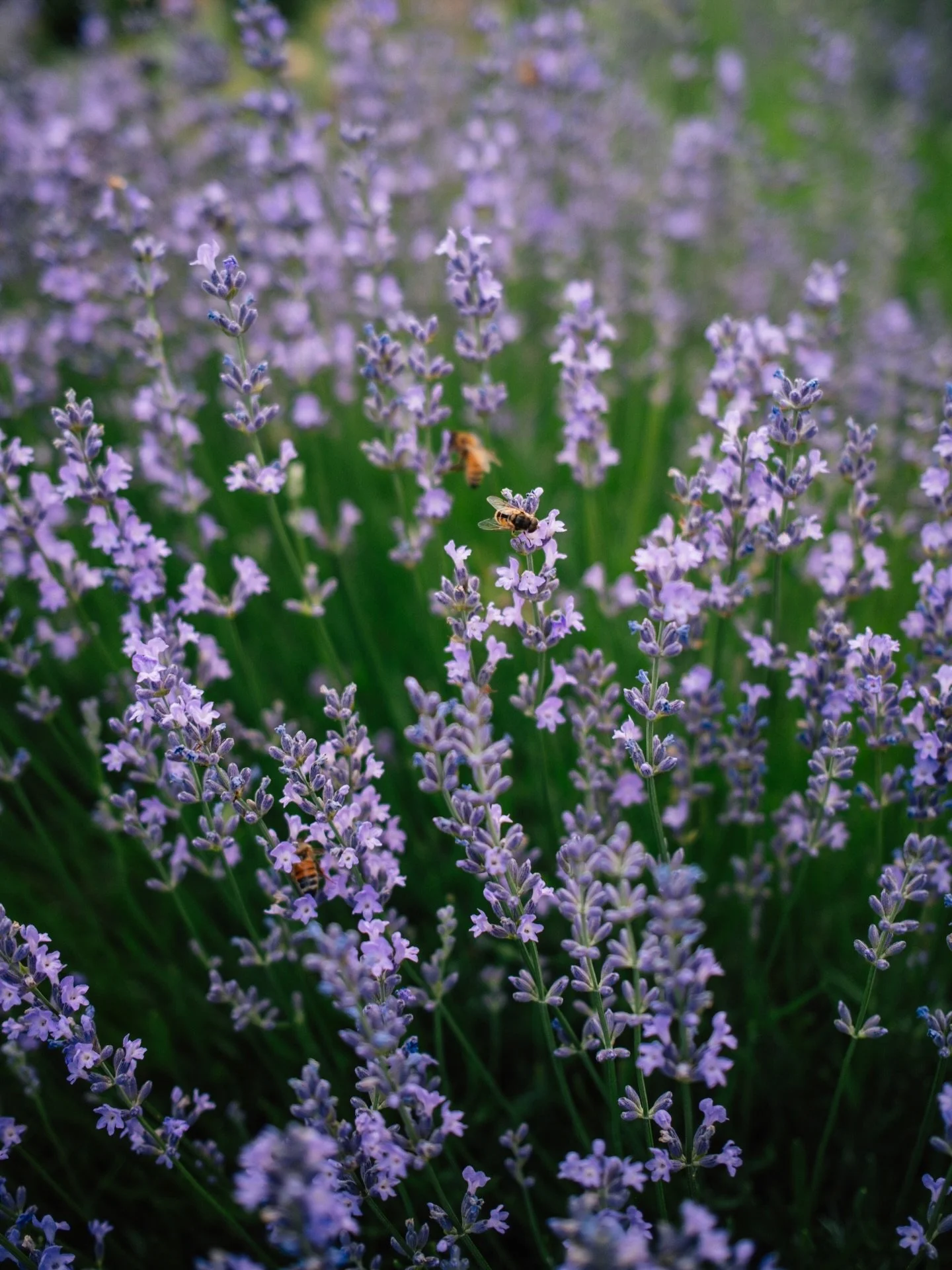 Earth Day every day 🐝 grateful for color, light, blooms, and the hope of springtime 🫶🏼

#fujix100ⅵ