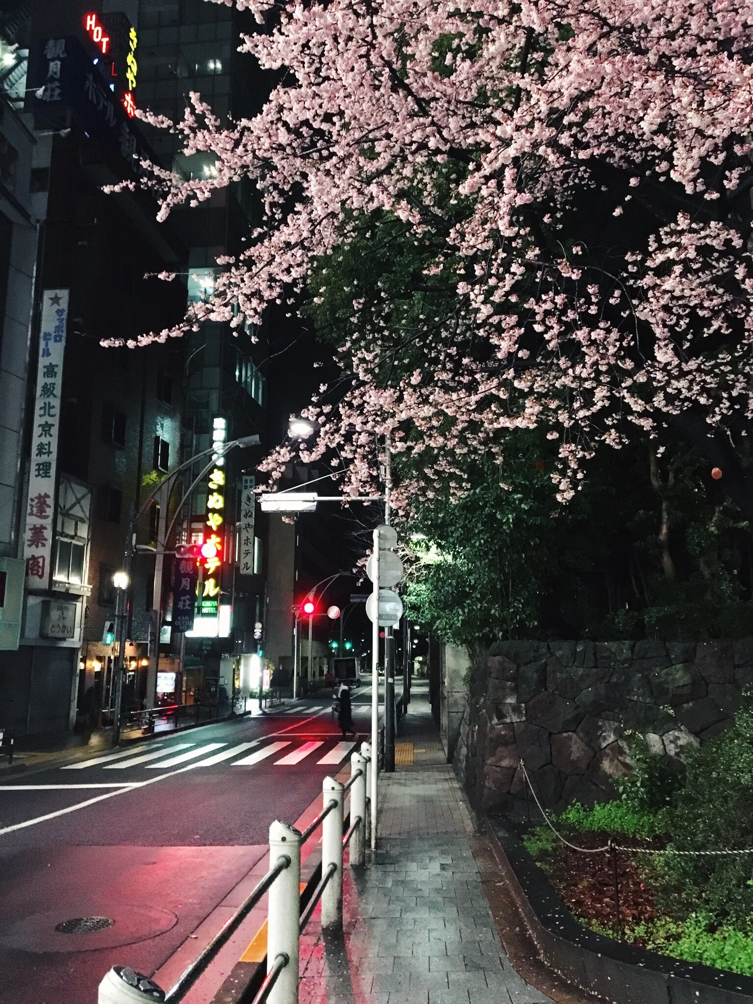 Hanami at Night