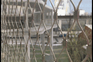 AromaticTangibleAiredaleterrier-size_restricted.gif