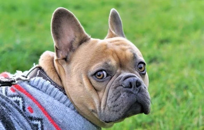 Dog 4.JPG