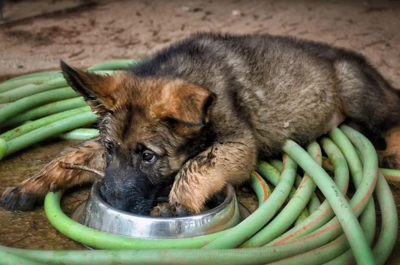 Dog 8.JPG