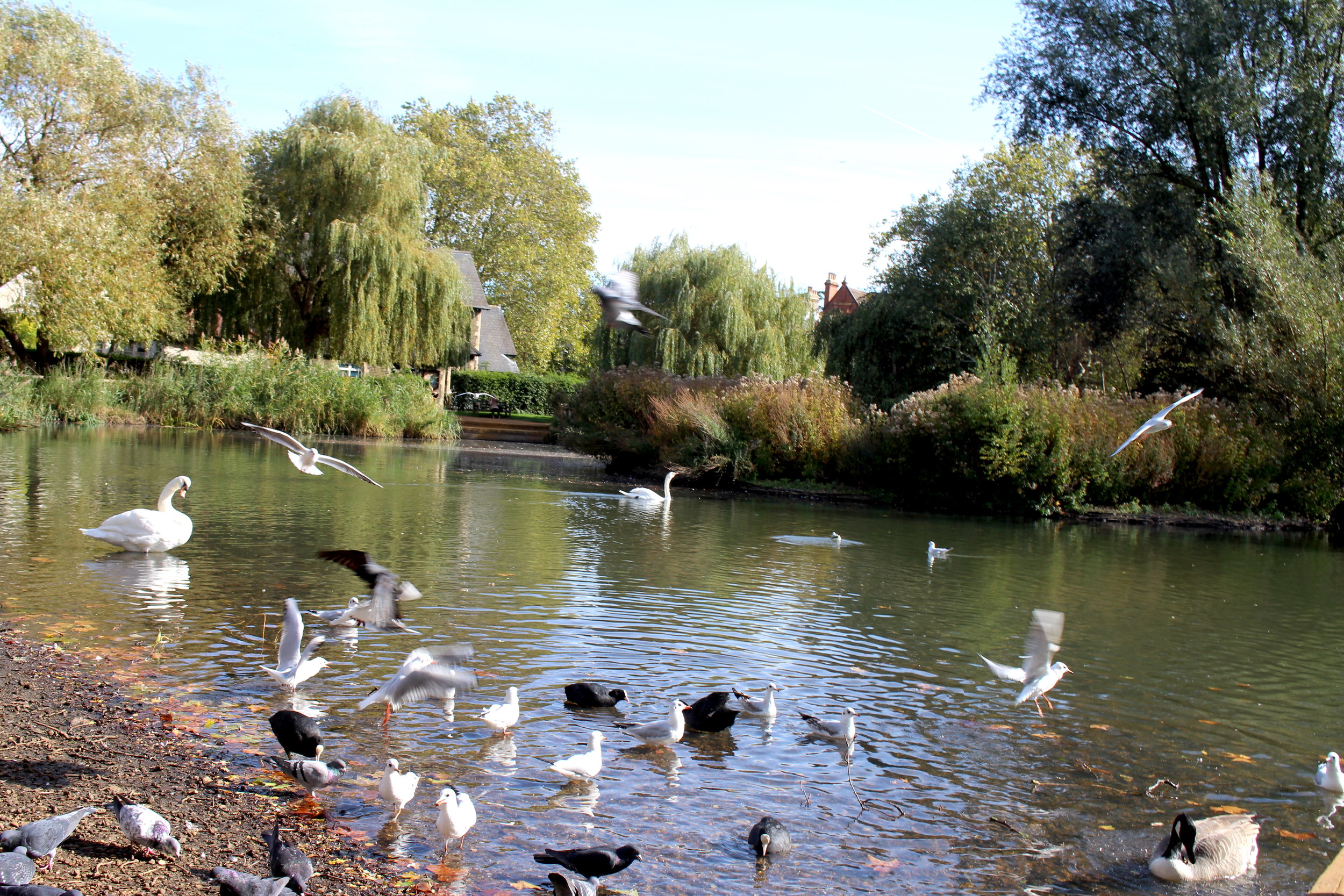 Best London Neighbourhoods: Barnes and Barnes Pond
