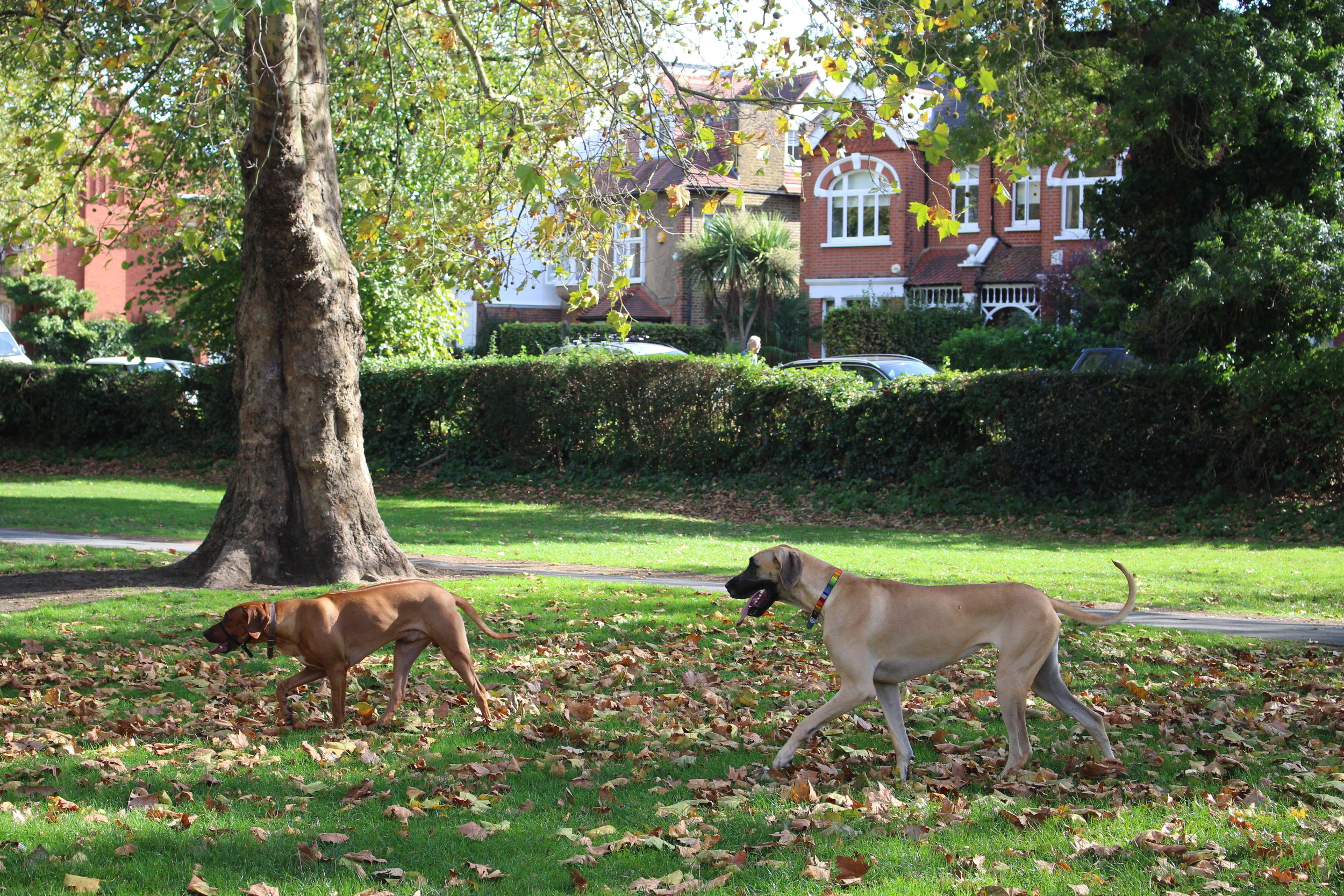 Best London Neighbourhood For Families, Barnes