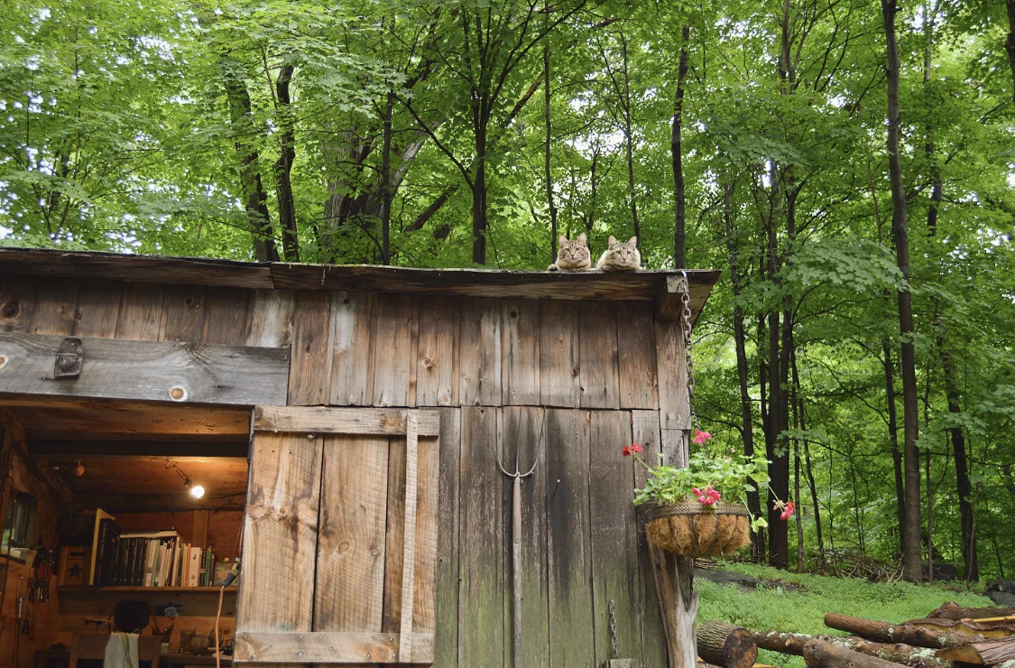 the tool shed and my visitors.