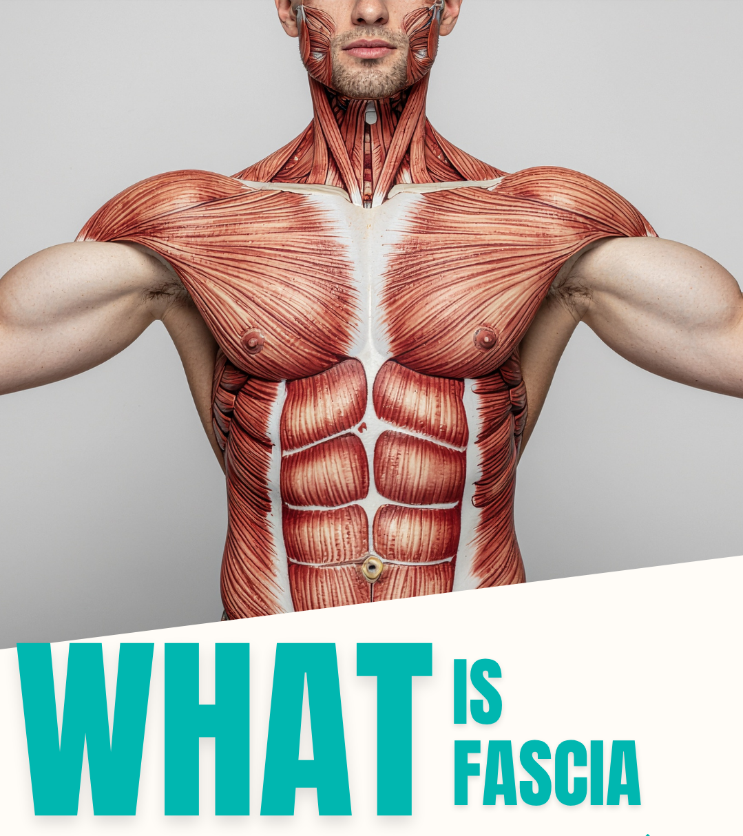 What Is Fascia? The Hidden Network Behind Your Pain, Posture, and Performance
