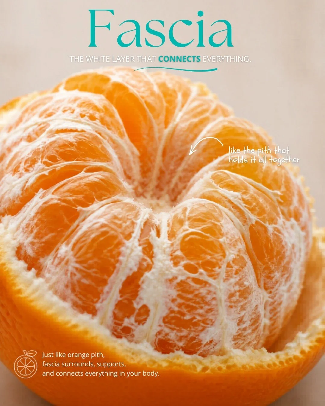 Picture peeling an orange.

That thin, white, slightly stringy layer between the peel and the fruit? That's roughly what fascia looks like inside your body.

Now imagine that same web existing inside your entire body - wrapping every muscle fiber, th