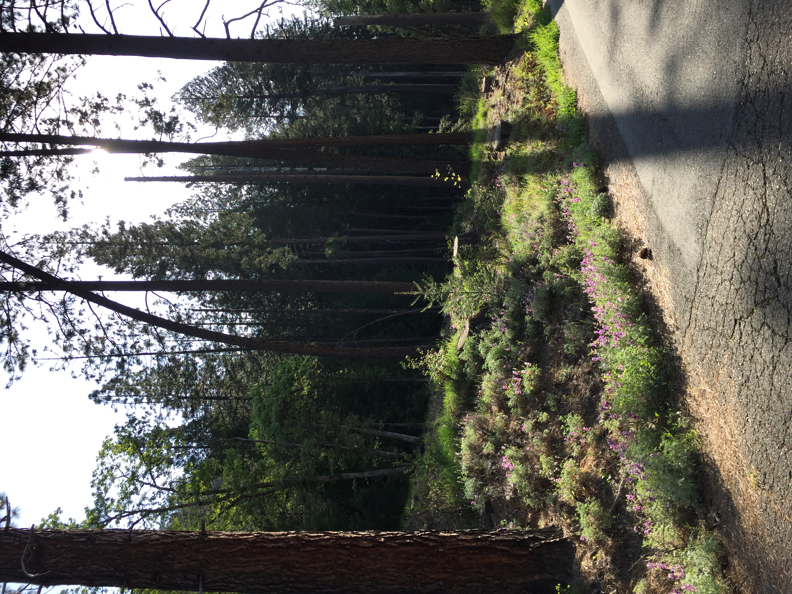 Castle Crags State Park, Castella, CA
