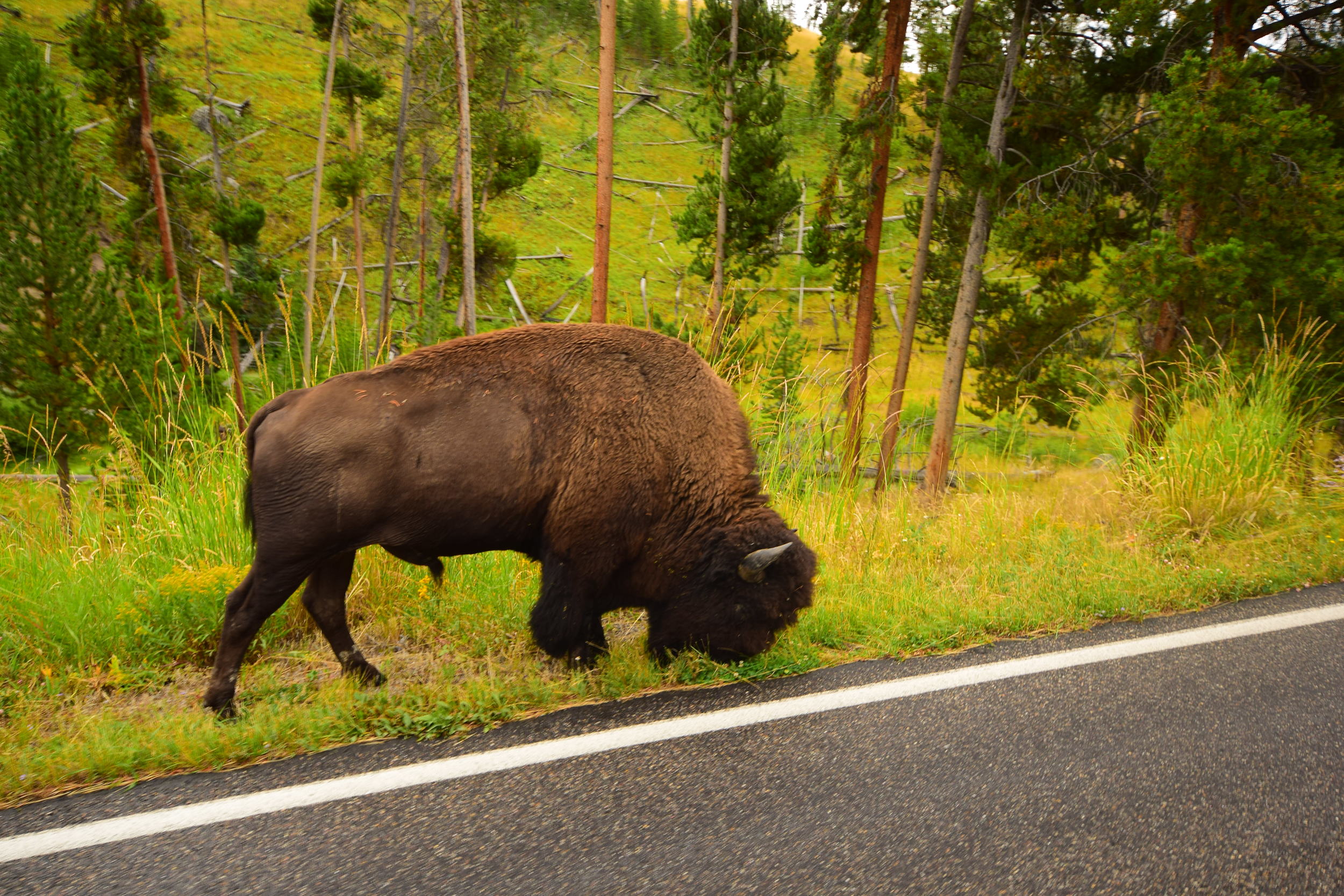 Yellowstone Bison