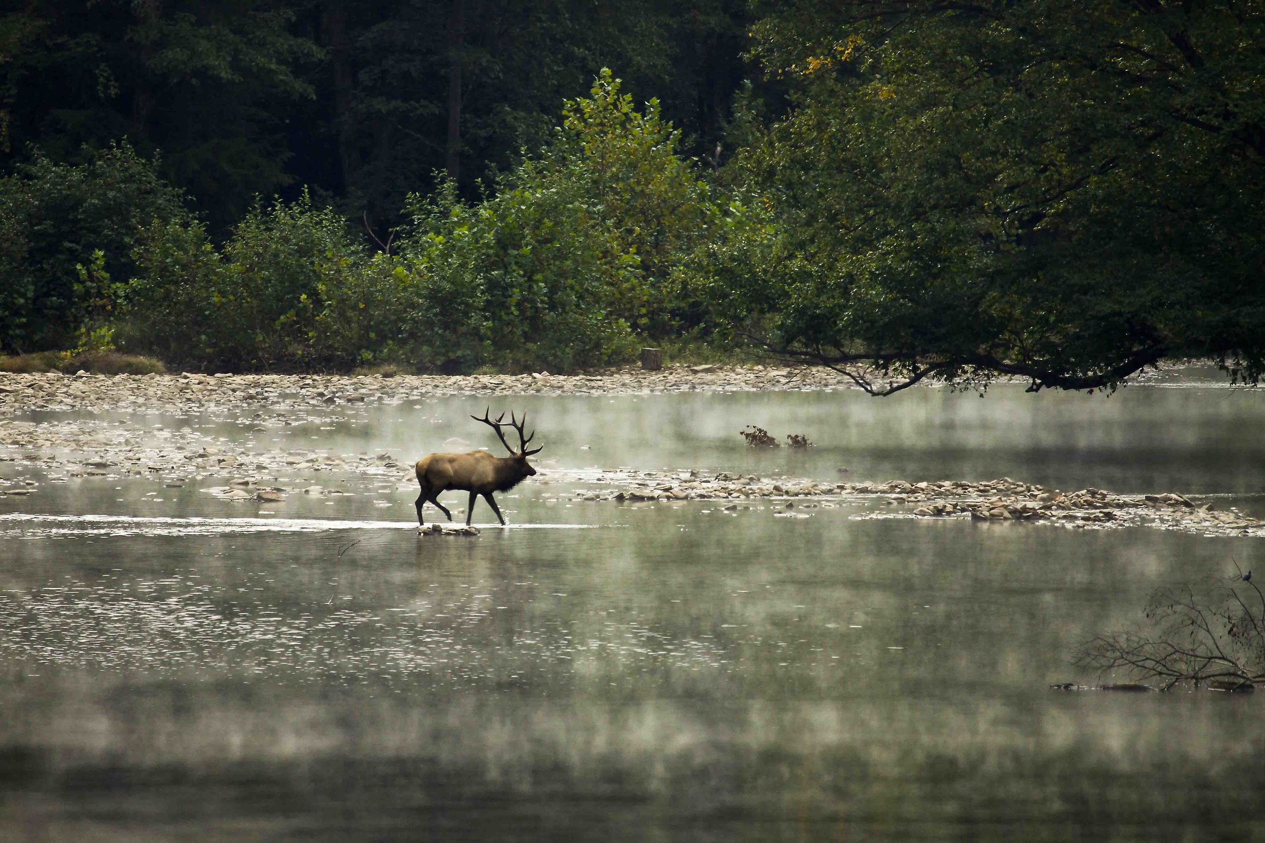 Bull Elk crossing stream.jpg