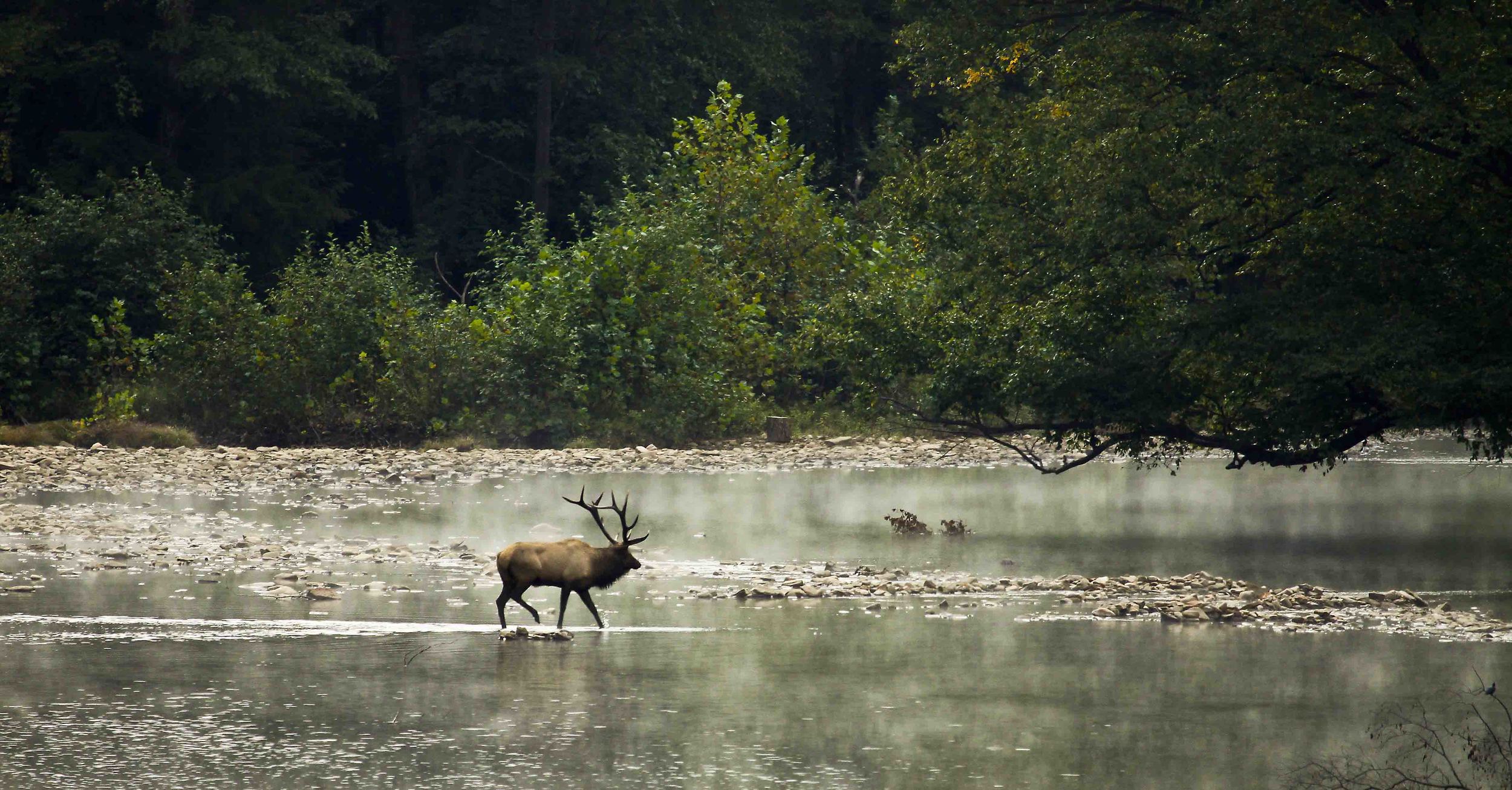 Bull Elk crossing stream_cr.jpg