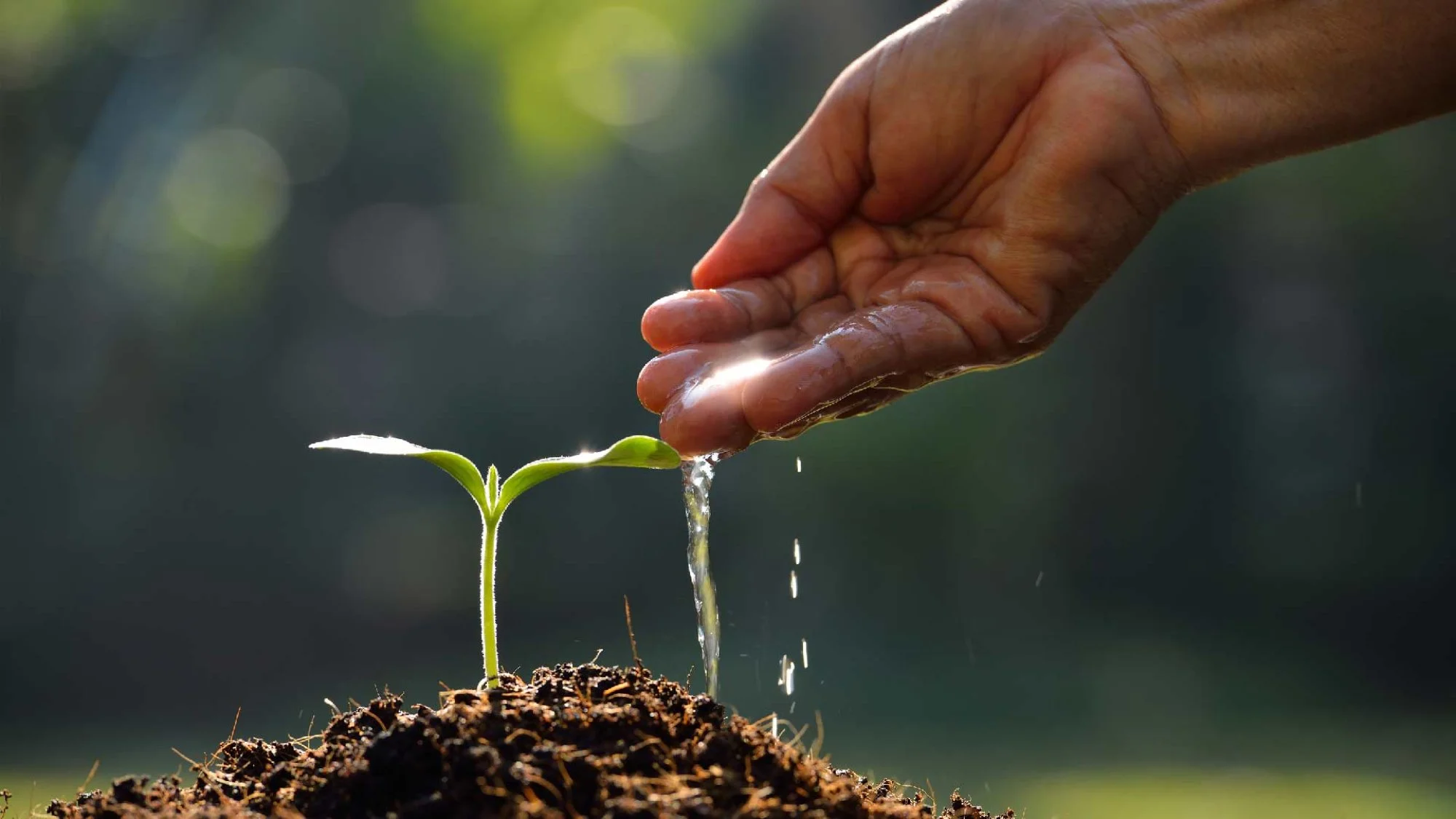 planting.jpg
