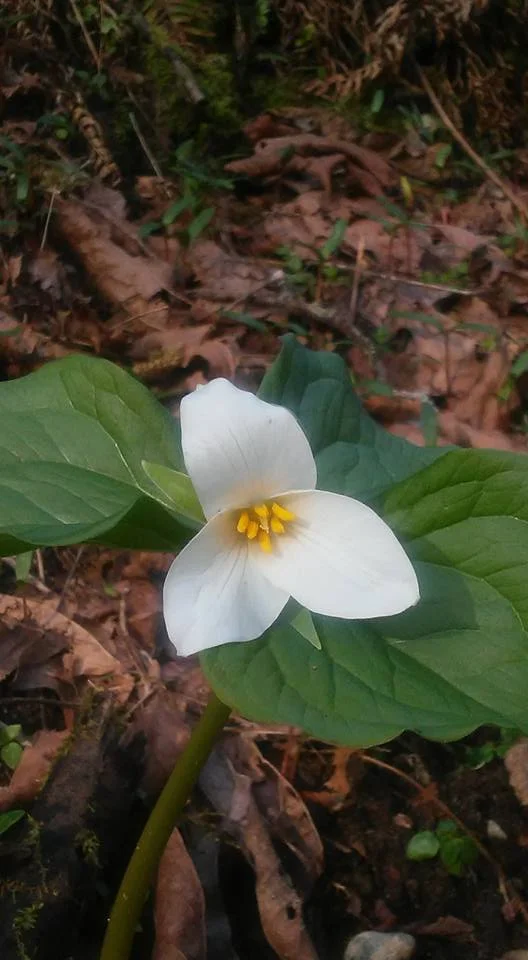 trillium.jpg